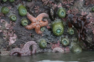 zeesterren en zeeegels | Gold Beach